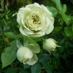 Lovely Green (Лавли Грин)